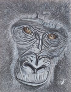 Lowland Gorilla: £85