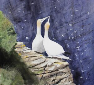 Gannets at Bempton Cliffs: £100