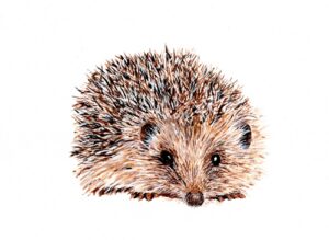 Henry Hedgehog: £200