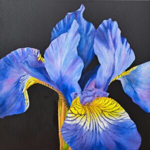 Big Blue: £475